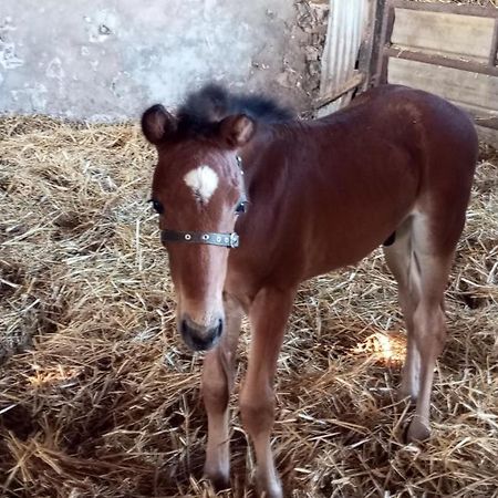 La Giraudiere Batisse Au Calme 2 A 4 Personnes Soulge-sur-Ouette Екстер'єр фото